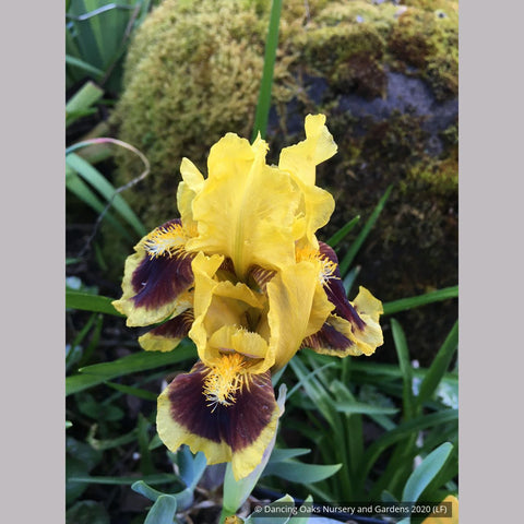 Perennials ~ Iris 'Fingertips', Standard Dwarf Bearded Iris ~ Dancing Oaks Nursery and Gardens ~ Retail Nursery ~ Mail Order Nursery