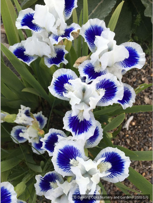 Perennials ~ Iris 'Open Your Eyes', Dwarf Bearded Iris ~ Dancing Oaks Nursery and Gardens ~ Retail Nursery ~ Mail Order Nursery