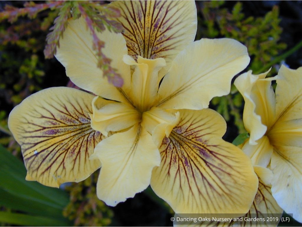 Perennials ~ Iris PC Hybrid - Yellows, Pacific Coast Native Iris Hybrids ~ Dancing Oaks Nursery and Gardens ~ Retail Nursery ~ Mail Order Nursery