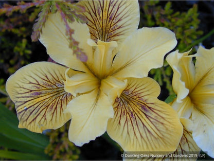 Perennials ~ Iris PC Hybrid - Yellows, Pacific Coast Native Iris Hybrids ~ Dancing Oaks Nursery and Gardens ~ Retail Nursery ~ Mail Order Nursery