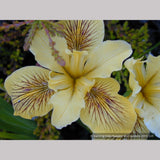 Perennials ~ Iris PC Hybrid - Yellows, Pacific Coast Native Iris Hybrids ~ Dancing Oaks Nursery and Gardens ~ Retail Nursery ~ Mail Order Nursery