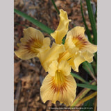 Perennials ~ Iris PC Hybrid - Yellows, Pacific Coast Native Iris Hybrids ~ Dancing Oaks Nursery and Gardens ~ Retail Nursery ~ Mail Order Nursery