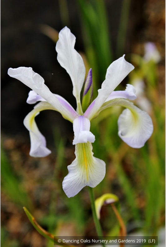 Perennials ~ Iris prismatica, Slender Blue Iris ~ Dancing Oaks Nursery and Gardens ~ Retail Nursery ~ Mail Order Nursery
