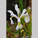 Perennials ~ Iris prismatica, Slender Blue Iris ~ Dancing Oaks Nursery and Gardens ~ Retail Nursery ~ Mail Order Nursery
