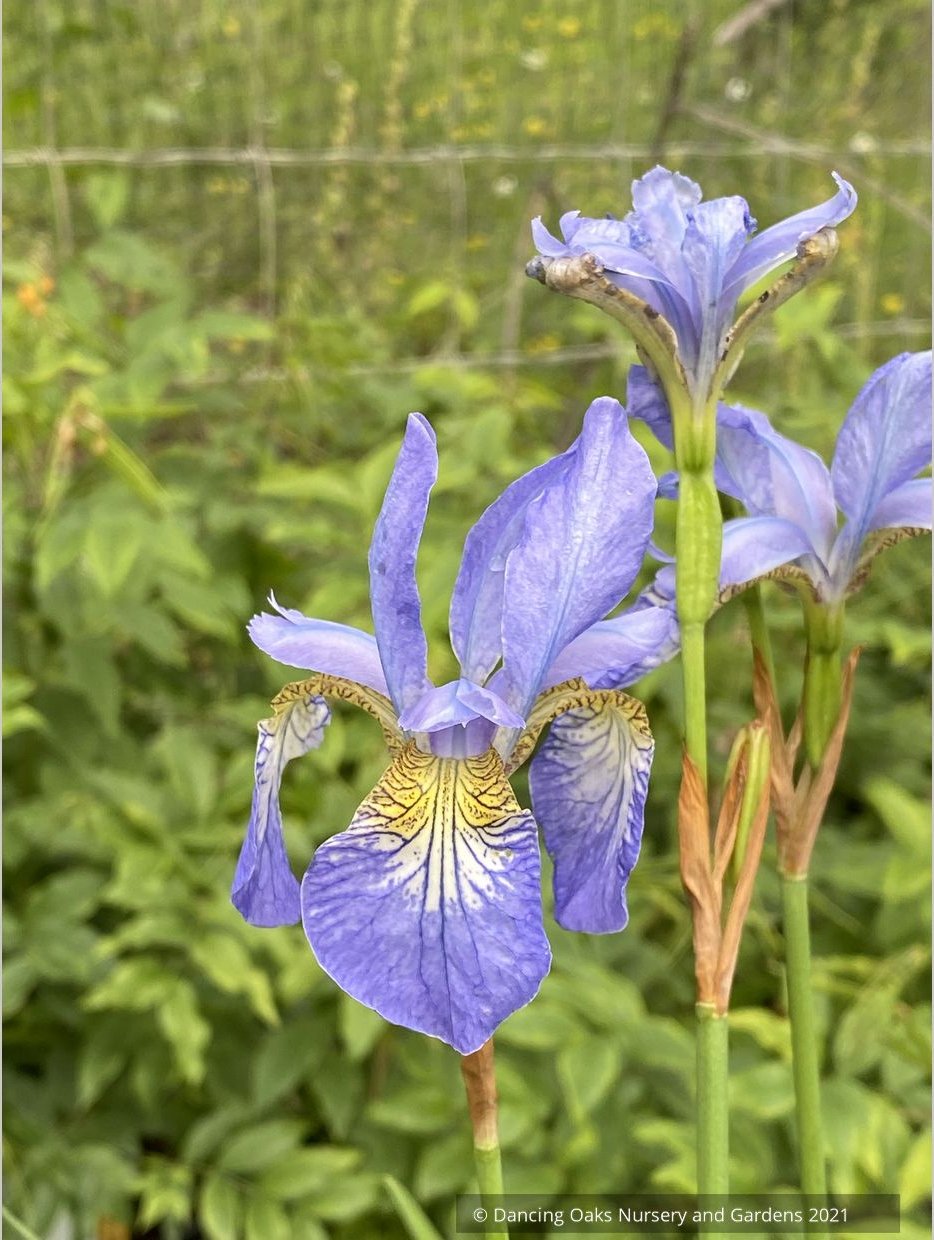 Perennials ~ Iris sibirica 'Perry's Blue', Siberian Iris ~ Dancing Oaks Nursery and Gardens ~ Retail Nursery ~ Mail Order Nursery