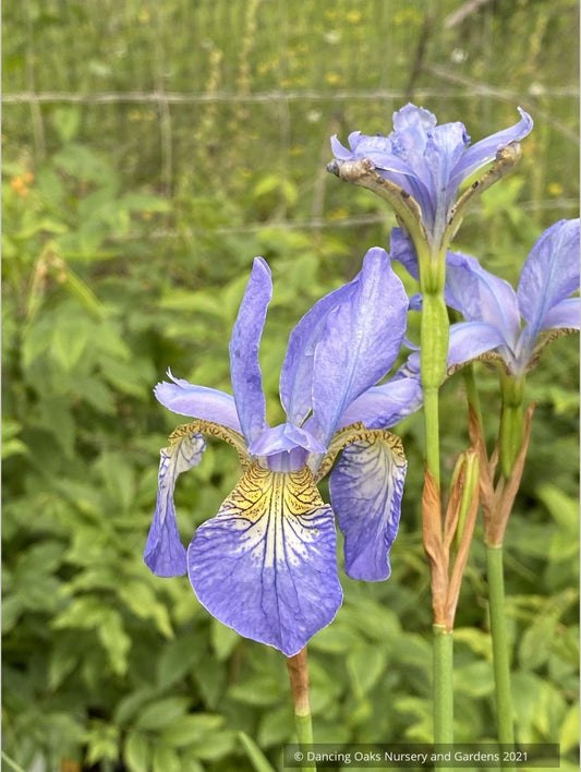 Perennials ~ Iris sibirica 'Perry's Blue', Siberian Iris ~ Dancing Oaks Nursery and Gardens ~ Retail Nursery ~ Mail Order Nursery
