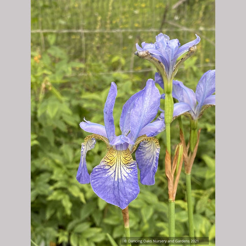 Iris siberica 'Perry's Blue', Siberian Iris
