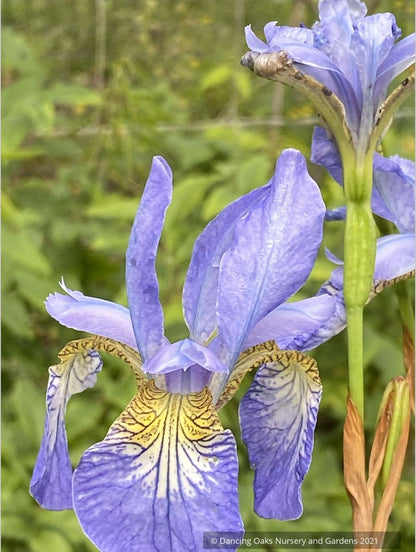 Perennials ~ Iris sibirica 'Perry's Blue', Siberian Iris ~ Dancing Oaks Nursery and Gardens ~ Retail Nursery ~ Mail Order Nursery