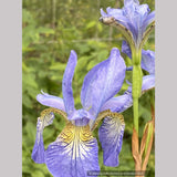 Iris siberica 'Perry's Blue', Siberian Iris