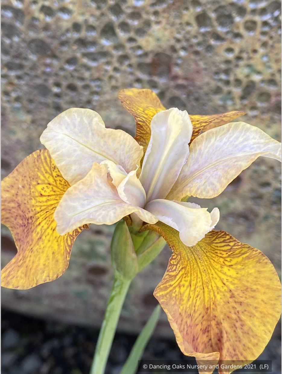 Perennials ~ Iris siberica 'Peacock Butterfly™ Ginger Twist', Siberian Iris ~ Dancing Oaks Nursery and Gardens ~ Retail Nursery ~ Mail Order Nursery