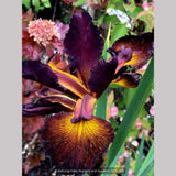 Perennials ~ Iris spuria 'Sultan's Sash', Spuria Iris ~ Dancing Oaks Nursery and Gardens ~ Retail Nursery ~ Mail Order Nursery