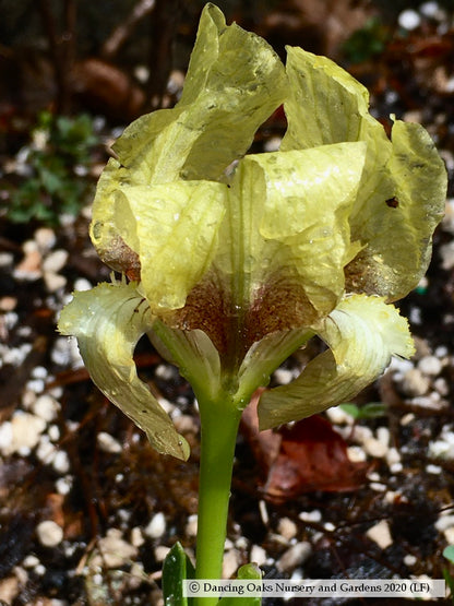 Perennials ~ Iris attica, Dwarf Bearded Iris ~ Dancing Oaks Nursery and Gardens ~ Retail Nursery ~ Mail Order Nursery