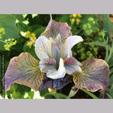 Perennials ~ Iris siberica 'Peacock Butterfly™ Uncorked', Siberian Iris ~ Dancing Oaks Nursery and Gardens ~ Retail Nursery ~ Mail Order Nursery