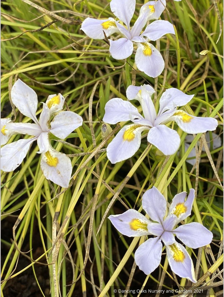 Iris dabashanensis (syn Iris henryi) - Clone #1, Chinese Woodland Iris
