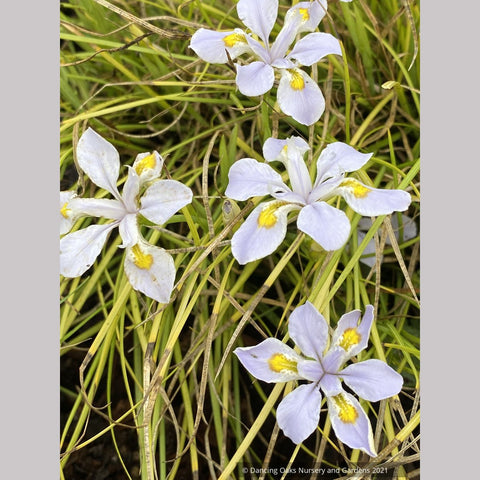 Iris dabashanensis (syn Iris henryi) - Clone #1, Chinese Woodland Iris