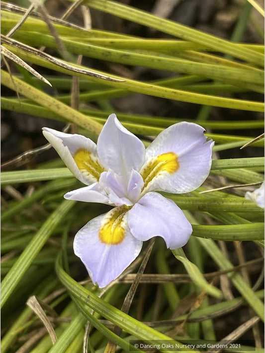Iris dabashanensis (syn Iris henryi) - Clone #2, Chinese Woodland Iris