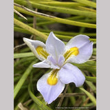 Iris dabashanensis (syn Iris henryi) - Clone #2, Chinese Woodland Iris