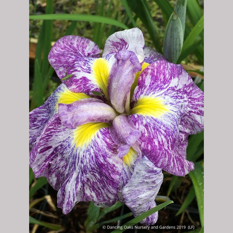 Perennials ~ Iris ensata 'Hall of Marble', Japanese Iris ~ Dancing Oaks Nursery and Gardens ~ Retail Nursery ~ Mail Order Nursery