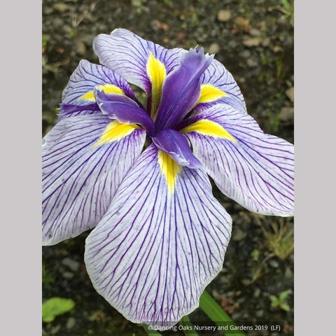 Perennials ~ Iris ensata 'Pinstripe', Japanese Iris ~ Dancing Oaks Nursery and Gardens ~ Retail Nursery ~ Mail Order Nursery