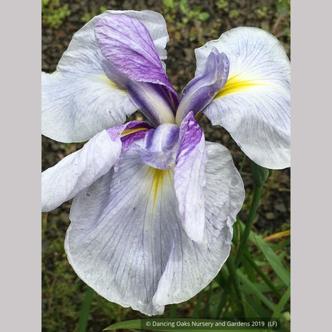 Perennials ~ Iris ensata 'Sorcerer's Triumph', Japanese Iris ~ Dancing Oaks Nursery and Gardens ~ Retail Nursery ~ Mail Order Nursery