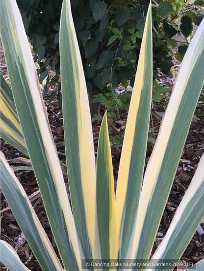 Perennials ~ Iris pallida 'Aurea Variegata', Variegated Bearded Iris ~ Dancing Oaks Nursery and Gardens ~ Retail Nursery ~ Mail Order Nursery