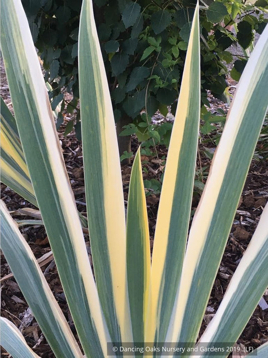 Perennials ~ Iris pallida 'Aurea Variegata', Variegated Bearded Iris ~ Dancing Oaks Nursery and Gardens ~ Retail Nursery ~ Mail Order Nursery