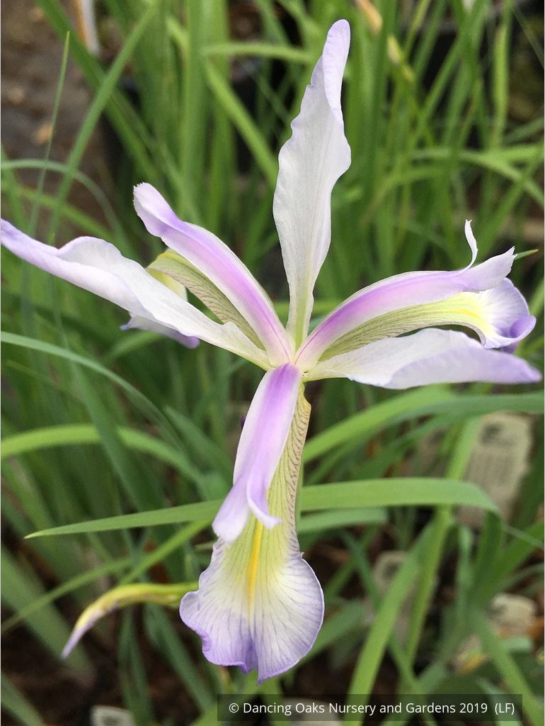 Perennials ~ Iris prismatica, Slender Blue Iris ~ Dancing Oaks Nursery and Gardens ~ Retail Nursery ~ Mail Order Nursery