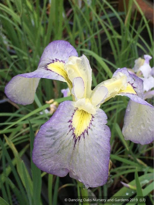 Perennials ~ Iris pseudata 'Tsukiyono', Moonlit Field Iris ~ Dancing Oaks Nursery and Gardens ~ Retail Nursery ~ Mail Order Nursery