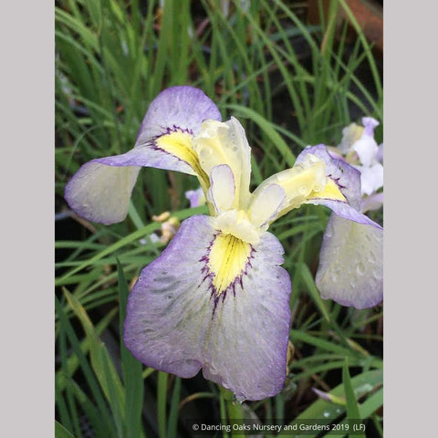 Perennials ~ Iris pseudata 'Tsukiyono', Moonlit Field Iris ~ Dancing Oaks Nursery and Gardens ~ Retail Nursery ~ Mail Order Nursery