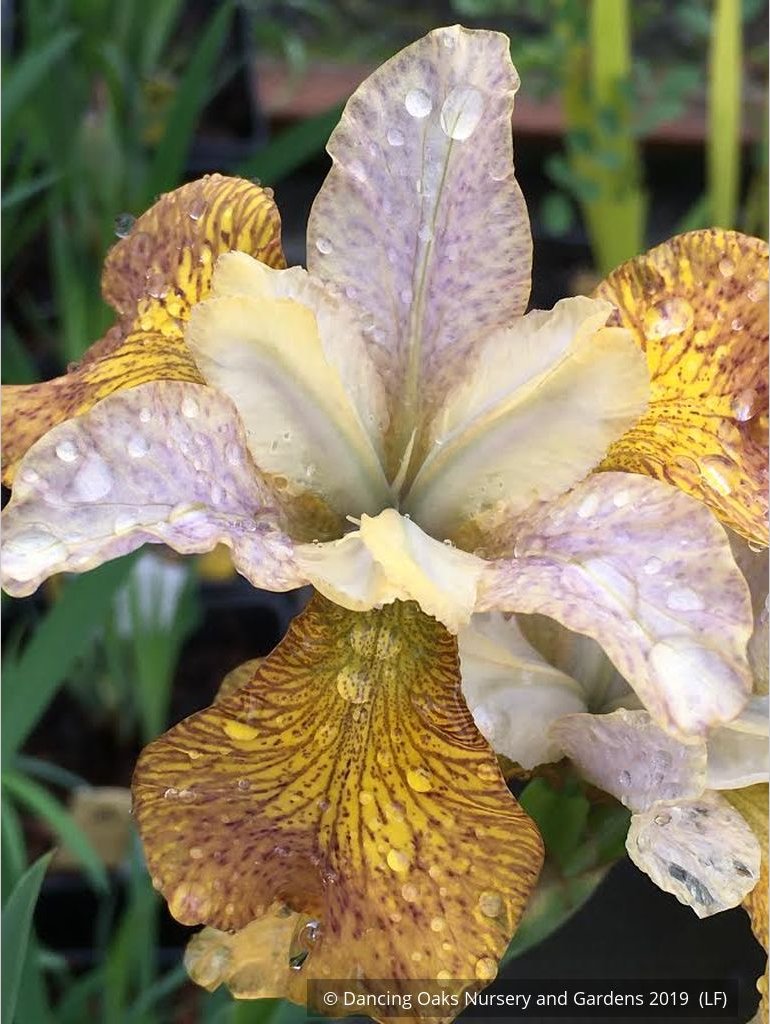 Perennials ~ Iris siberica 'Peacock Butterfly™ Ginger Twist', Siberian Iris ~ Dancing Oaks Nursery and Gardens ~ Retail Nursery ~ Mail Order Nursery
