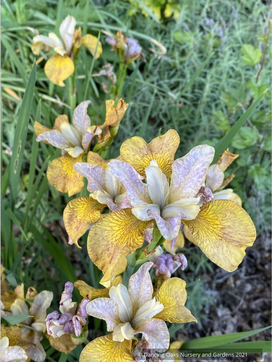 Iris siberica 'Peacock Butterfly™ Ginger Twist', Siberian Iris
