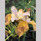 Perennials ~ Iris siberica 'Peacock Butterfly™ Ginger Twist', Siberian Iris ~ Dancing Oaks Nursery and Gardens ~ Retail Nursery ~ Mail Order Nursery