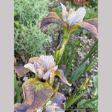Iris siberica 'Peacock Butterfly™ Uncorked', Siberian Iris