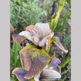 Iris siberica 'Peacock Butterfly™ Uncorked', Siberian Iris