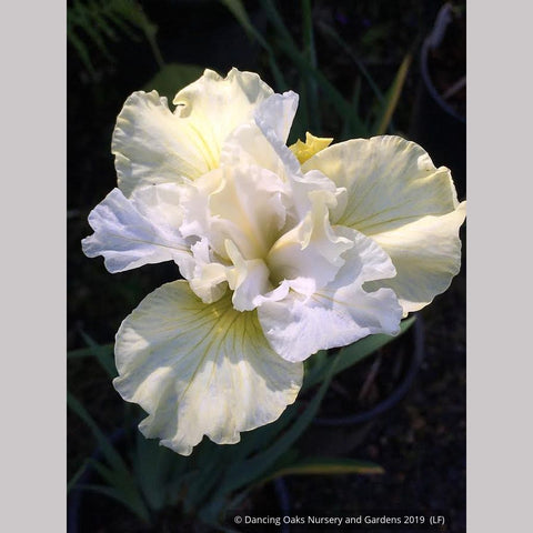 Perennials ~ Iris siberica 'Yellowtail', Siberian Iris ~ Dancing Oaks Nursery and Gardens ~ Retail Nursery ~ Mail Order Nursery