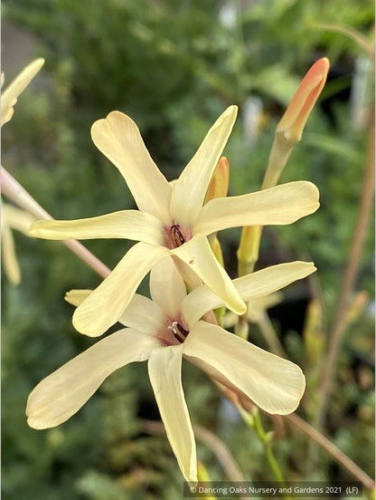 Bulbs & Tubers ~ Ixia paniculata 'Eos', Corn Lily ~ Dancing Oaks Nursery and Gardens ~ Retail Nursery ~ Mail Order Nursery