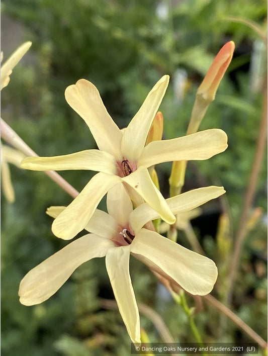 Bulbs & Tubers ~ Ixia paniculata 'Eos', Corn Lily ~ Dancing Oaks Nursery and Gardens ~ Retail Nursery ~ Mail Order Nursery