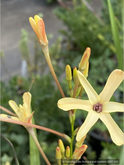 Bulbs & Tubers ~ Ixia paniculata 'Eos', Corn Lily ~ Dancing Oaks Nursery and Gardens ~ Retail Nursery ~ Mail Order Nursery