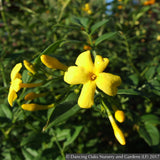 Vines ~ Jasminum humile 'Revolutum', Italian Jasmine ~ Dancing Oaks Nursery and Gardens ~ Retail Nursery ~ Mail Order Nursery