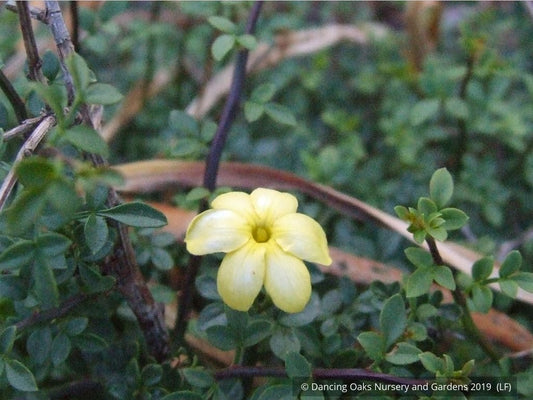 Shrubs ~ Jasminum parkeri, Dwarf Jasmine ~ Dancing Oaks Nursery and Gardens ~ Retail Nursery ~ Mail Order Nursery