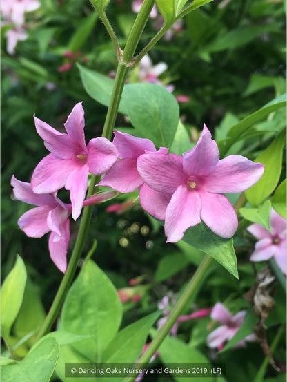 Vines ~ Jasminum x stephanense, Hardy Jasmine ~ Dancing Oaks Nursery and Gardens ~ Retail Nursery ~ Mail Order Nursery
