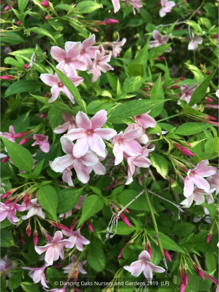 Vines ~ Jasminum x stephanense, Hardy Jasmine ~ Dancing Oaks Nursery and Gardens ~ Retail Nursery ~ Mail Order Nursery