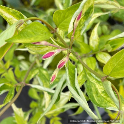 Vines ~ Jasminum x stephanense, Hardy Jasmine ~ Dancing Oaks Nursery and Gardens ~ Retail Nursery ~ Mail Order Nursery
