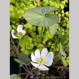 Perennials ~ Jeffersonia diphylla, Twinleaf ~ Dancing Oaks Nursery and Gardens ~ Retail Nursery ~ Mail Order Nursery