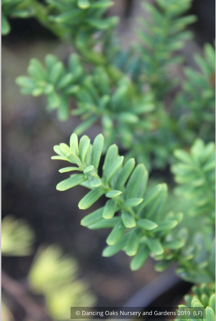 Shrubs ~ Taxus baccata 'Amersfoort', English Yew ~ Dancing Oaks Nursery and Gardens ~ Retail Nursery ~ Mail Order Nursery