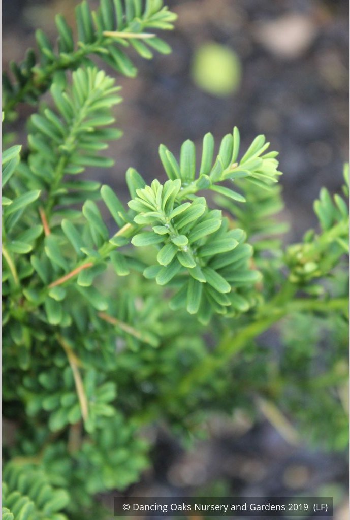 Shrubs ~ Taxus baccata 'Amersfoort', English Yew ~ Dancing Oaks Nursery and Gardens ~ Retail Nursery ~ Mail Order Nursery