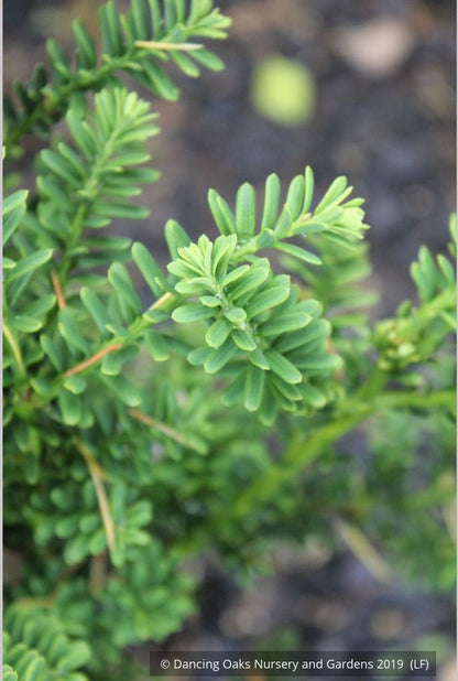 Shrubs ~ Taxus baccata 'Amersfoort', English Yew ~ Dancing Oaks Nursery and Gardens ~ Retail Nursery ~ Mail Order Nursery