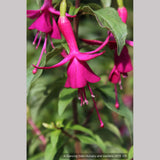 Shrubs ~ Fuchsia 'Fuchsaide 88', Hardy Fuchsia ~ Dancing Oaks Nursery and Gardens ~ Retail Nursery ~ Mail Order Nursery