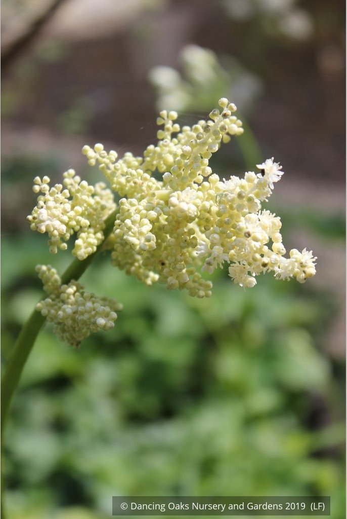 Perennials ~ Astilboides tabularis (syn. Rodgersia tabularis) ~ Dancing Oaks Nursery and Gardens ~ Retail Nursery ~ Mail Order Nursery
