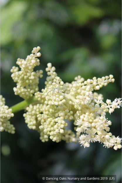Perennials ~ Astilboides tabularis (syn. Rodgersia tabularis) ~ Dancing Oaks Nursery and Gardens ~ Retail Nursery ~ Mail Order Nursery